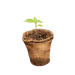 Starter Plants